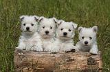 WESTIE 509